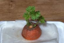 Möhren"gärtchen" für Kinder