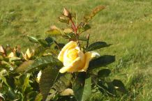 Kernseife gegen Blattläuse auf Rosen