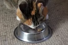 Warmes Wetter - Katze füttern