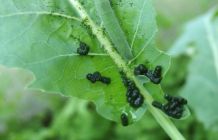 Knoblauch gegen Pflanzenschädlinge