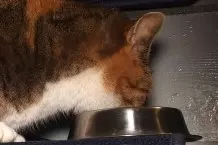 Katze isst kein Nassfutter?