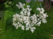 Maulwürfe im Garten mit Holunder vertreiben