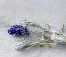 Lavendelöl und Alkohol gemischt gegen Insektenstiche