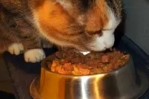 Heikle Katzen füttern mit Thunfischöl