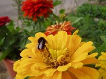 Wespen tierfreundlich von der Grillparty ablenken