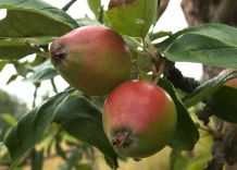Marmelade aus frühreifen Früchtchen