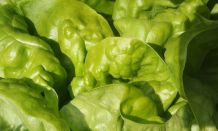 Salatkopf sauber und trocken eintüten