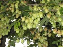 Hopfen dekorieren mit Kapuzienerkresse - auch gut als Beruhigungstee