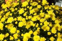 Chrysanthemen-Vermehrung: Triebe mit Knospen neu bewurzeln