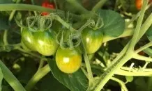 Gemüsegarten vor Raupen schützen mit Tomatenpflanzen