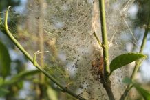Gemüseschutznetze gegen Schädlinge