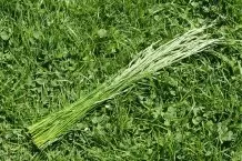 Lange Gräser-Halme als Winterschutz für Kübelpflanzen usw.