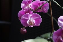 Orchidee (Phalaenopsis) nach dem Verblühen erneut zum Blühen bringen