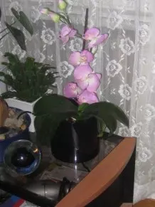 Orchideen schöne Blätter - keine Blüten - Seidenorchideen dazustecken