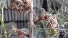 Spinnmilben an Zimmerpflanzen bekämpfen: mit Glasreiniger