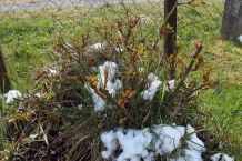 Pflanzen winterfest machen: kostenloses Material bekommen