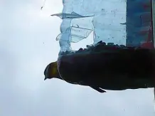 Vogelfuttersilo für Ungeduldige: aus einer Wasserflasche