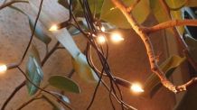 Lichterkette vergessen mit den Weihnachtssachen zu verstauen?