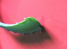 Aloe Vera für die Haut