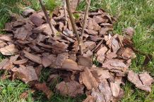 Gegen Nacktschnecken - Rindenmulch ausstreuen