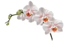 Orchideen Pflege: Orchideen in Regenwasser tauchen