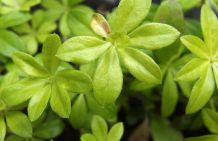 Toller Bodendecker: Waldmeister aussäen