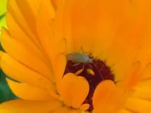Ringelblumensalbe - selbstgemacht