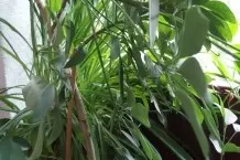Pflanzen gegen Schadstoffe