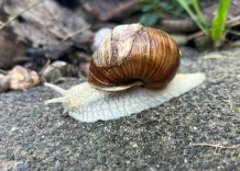 Schnecken vertreiben mit Senfpflanzen
