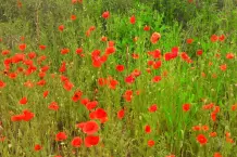 Mohnblumen - länger haltbar