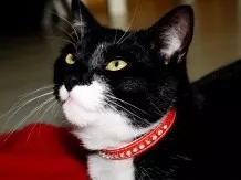 Geheimtipp vom Tierarzt - bei Katzendurchfall hilft Fibratop
