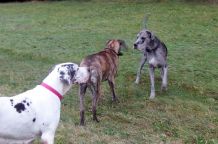 Wildes Frettchen verjagen: mit Hundehaaren