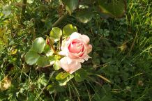 Blattläuse bei Rosen bekämpfen mit Schmierseife & Spiritus