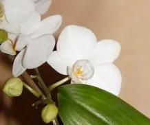 Zuckrige Tropfen an Orchideen - entfernen und vorbeugen