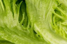 Schlaffer Kopfsalat wieder knackig