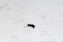 Ameisen in der Wohnung? Bier und Zucker