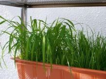 Leckeres Gras für Nager