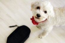 Alte Federmäppchen als Spielzeug für Hunde