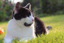 Neue Katze eingewöhnen