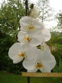 Antibabypille für Orchideen-Blütenpracht