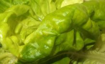 Schlaflos? Eine Schüssel Kopfsalat kann helfen