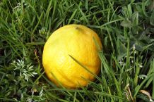 Grasflecken mit Zitronensaft entfernen