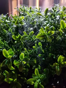 Lavendel gegen Spinnen