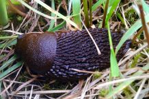 Fliegennetz schützt junge Pflanzen auch vor Schnecken