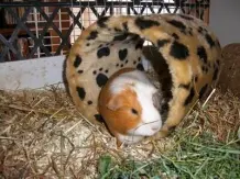 Kuschelröhre für Meerschweinchen vom Katzenkratzbaum