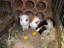 Weinregal aus Ton - Meerschweinchens Spielplatz