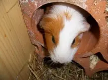 Weinregal aus Ton - Meerschweinchens Spielplatz
