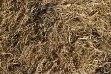 Gras und Co: im Heizungskeller trocknen