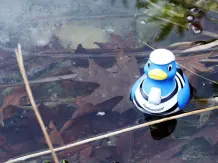 Badewannenenten für den Teich