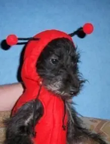 Hunde Dress für Babyfotografie verwenden
